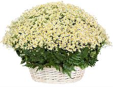 Цветочная композиция из Ромашки в корзине #REPLACE_PRED# Свирске